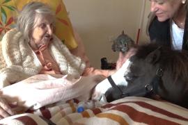 Миниатюрные лошади-терапевты дарят радость пожилым и детям-инвалидам в Афинах