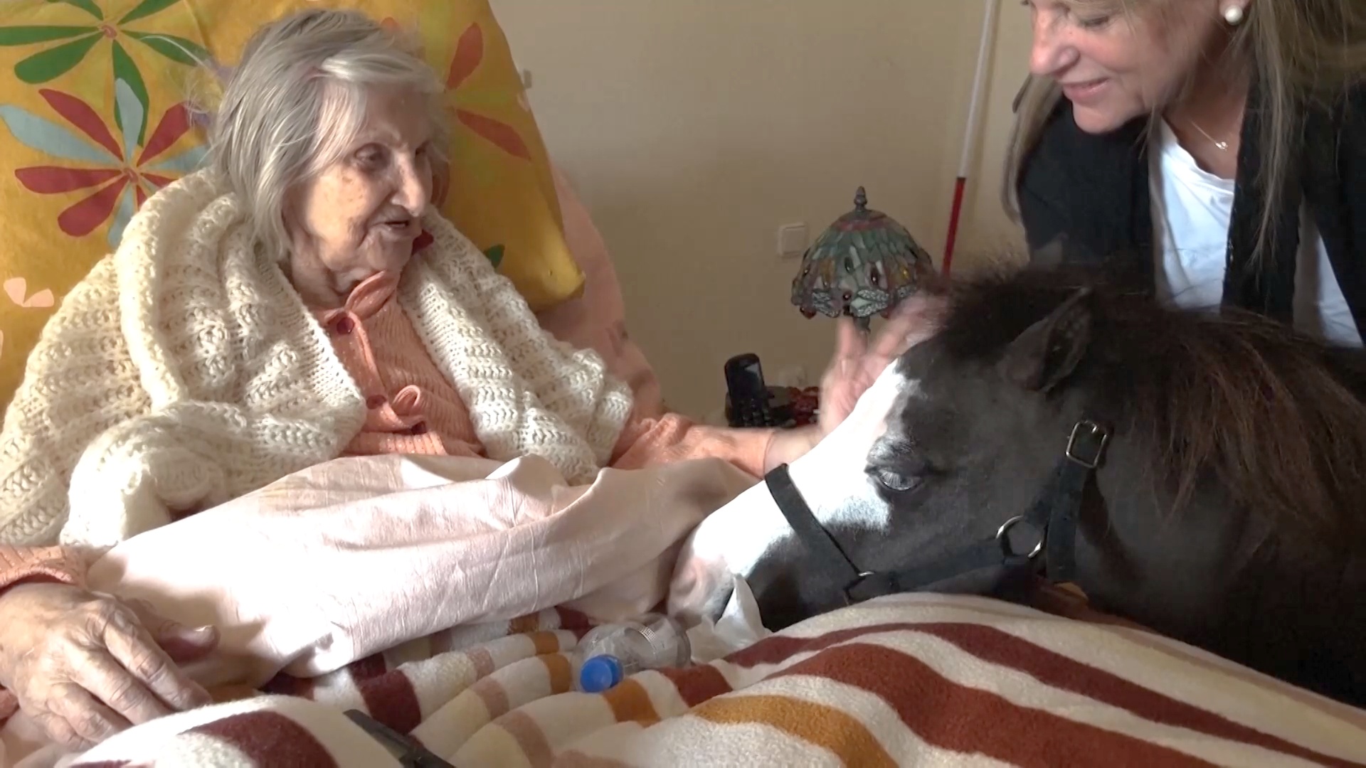 Миниатюрные лошади-терапевты дарят радость пожилым и детям-инвалидам в Афинах Миниатюрные лошади-терапевты дарят радость пожилым и детям-инвалидам в Афинах