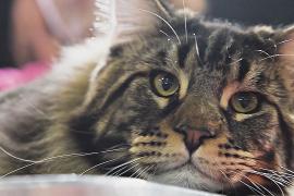 Кошки, свиньи, пазлы и хождение по углям: интересные и забавные события 2004 года