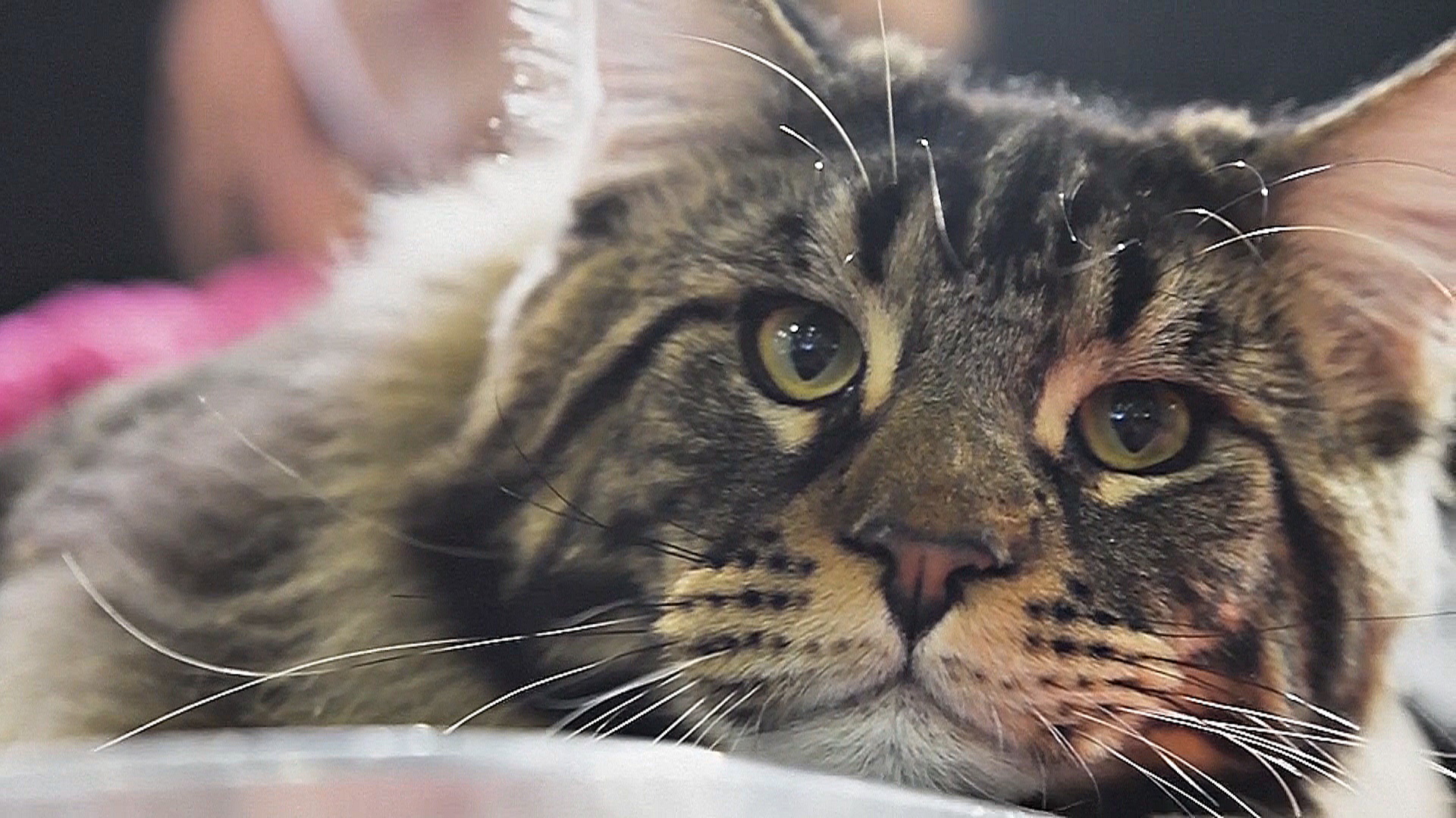 Кошки, свиньи, пазлы и хождение по углям: интересные и забавные события 2004 года Кошки, свиньи, пазлы и хождение по углям: интересные и забавные события 2004 года