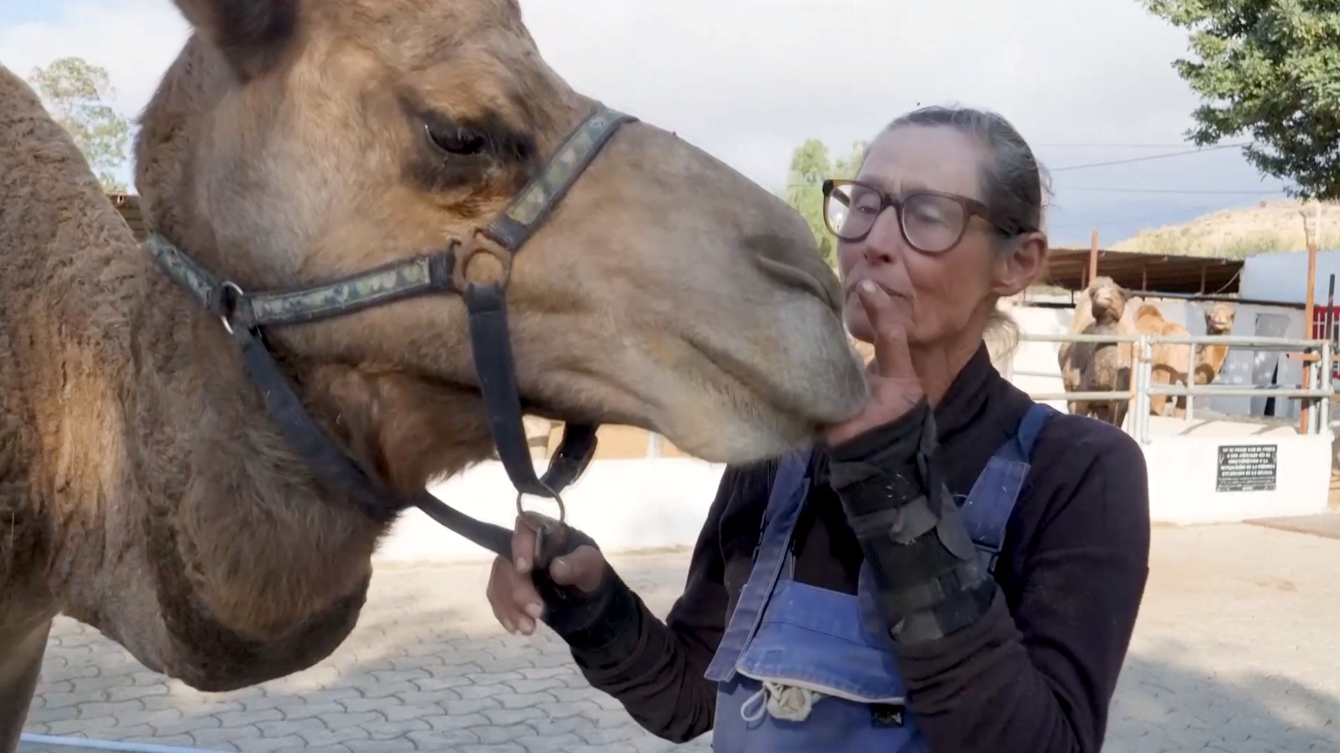 Где живут верблюды, участвующие в парадах трёх королей в Испании