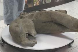 Останки мамонтёнка нашли на дне кратера Батагайка в Якутии