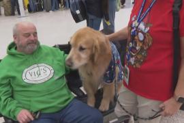 Два золотистых ретривера поднимают настроение пассажирам в аэропорту в США