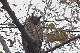 Посмотреть на сотни ушастых сов можно в сербском городе Кикинда