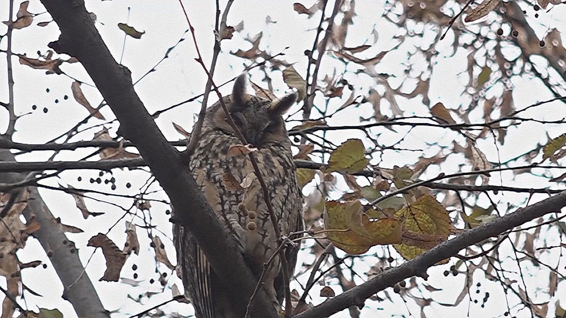 Посмотреть на сотни ушастых сов можно в сербском городе Кикинда Посмотреть на сотни ушастых сов можно в сербском городе Кикинда