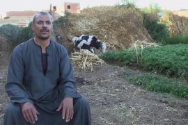 Биогазовые установки помогают экономить египетским фермерам