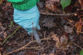 Учёные в Англии переносят почву с грибами из древнего леса в новый