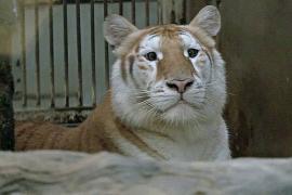 Золотые тигрицы стали звёздами в зоопарке в Таиланде