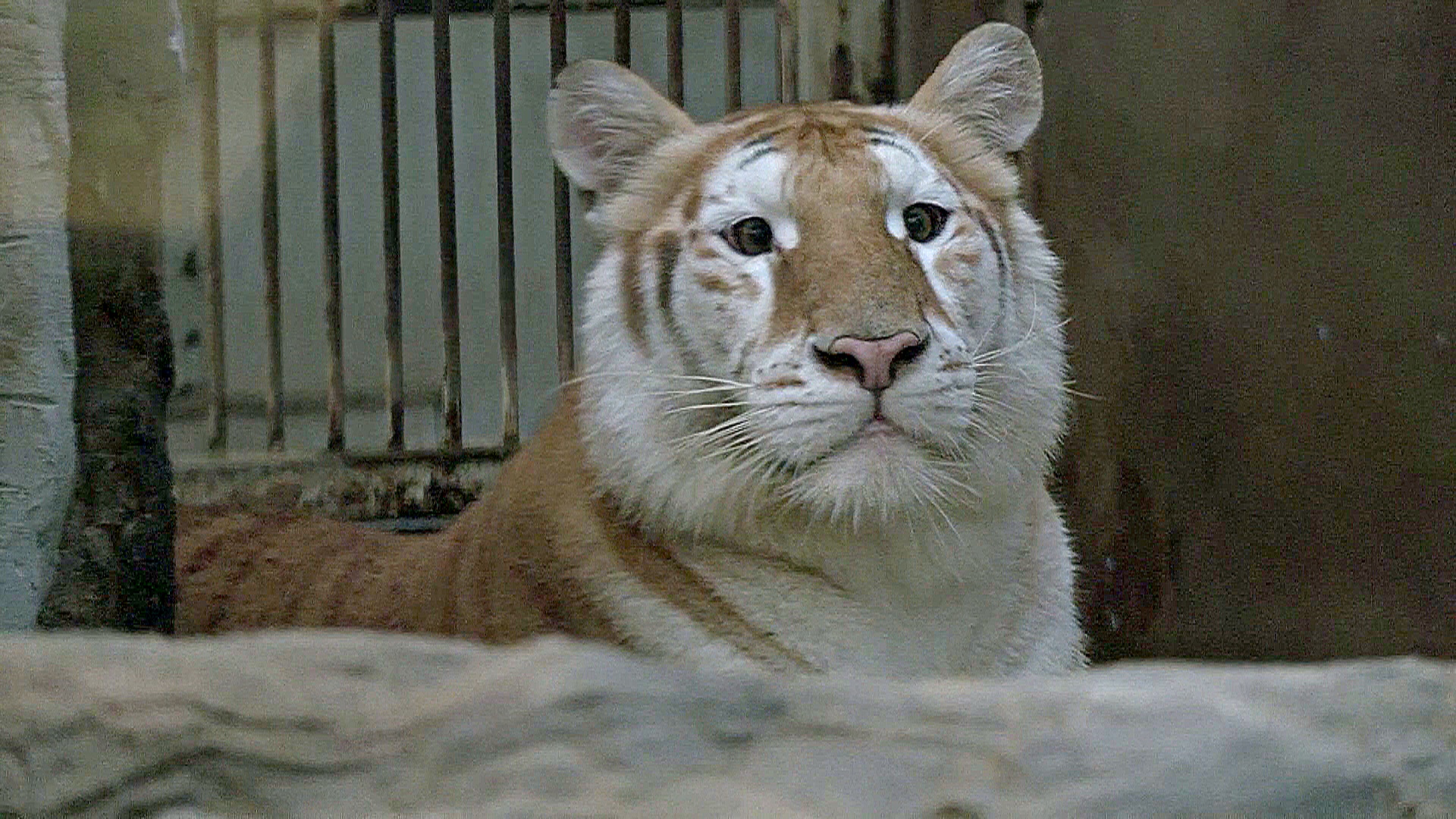 Золотые тигрицы стали звёздами в зоопарке в Таиланде Золотые тигрицы стали звёздами в зоопарке в Таиланде