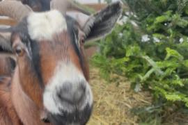 Отдать козам живые ёлки после Рождества предлагают фермеры в Чикаго