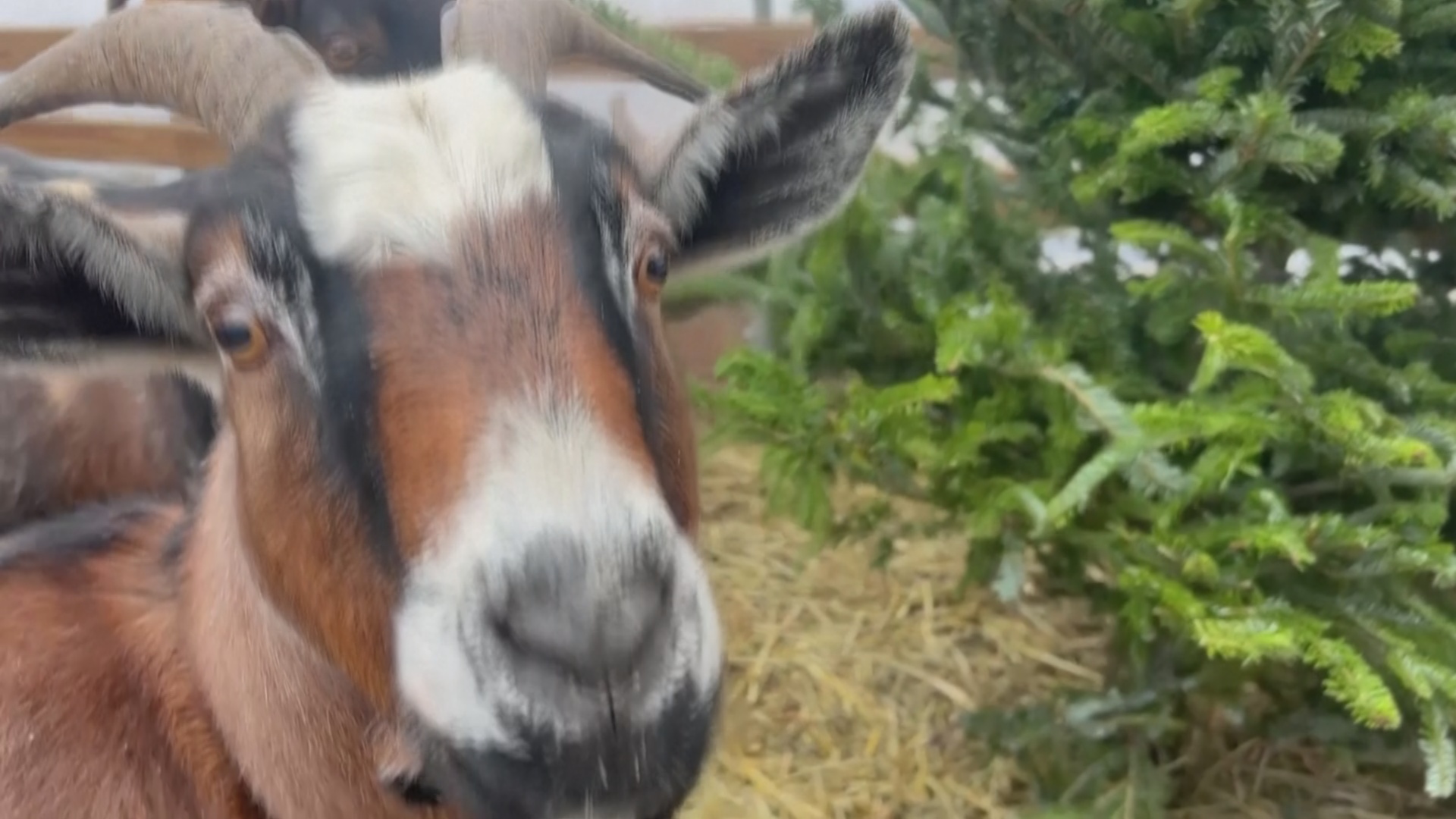 Отдать козам живые ёлки после Рождества предлагают фермеры в Чикаго