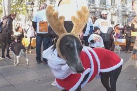 Перед Новым годом по Мадриду прогулялись сотни собак со своими владельцами