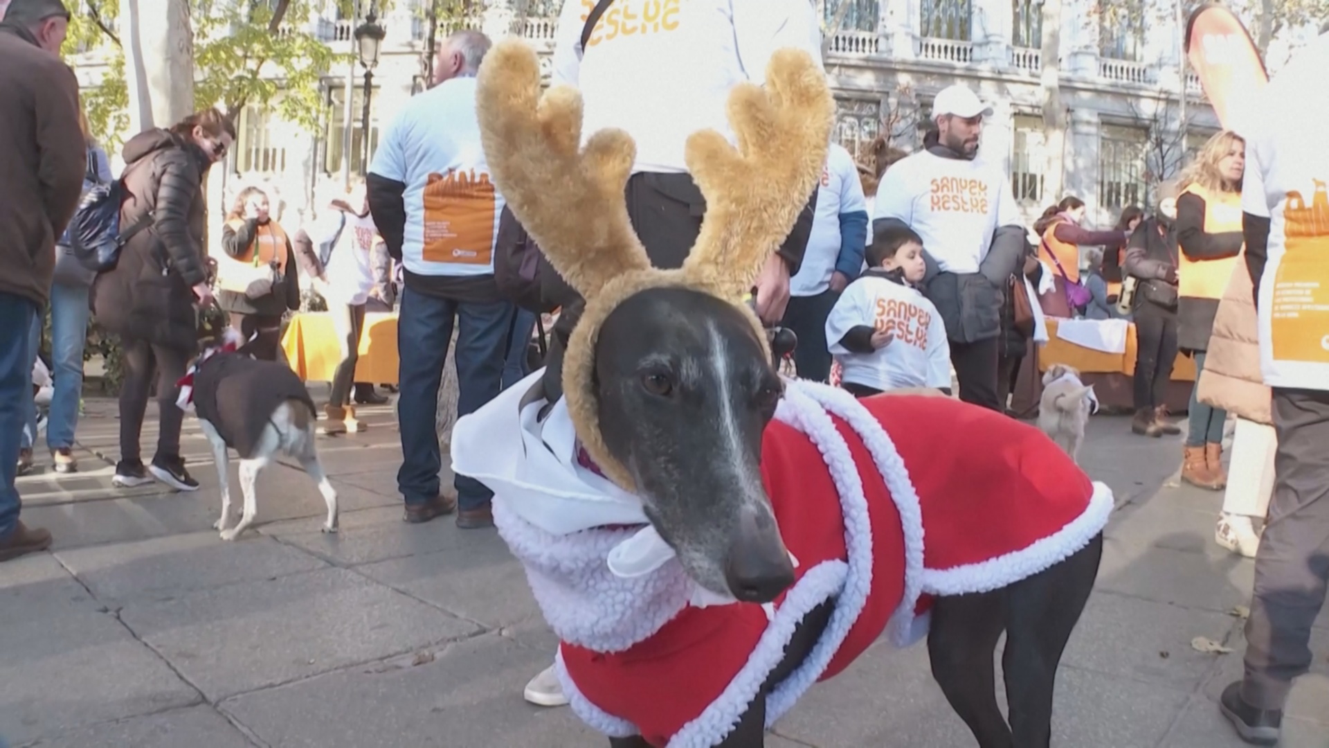 Перед Новым годом по Мадриду прогулялись сотни собак со своими владельцами