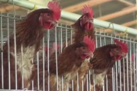 США сообщают о первой смерти человека от птичьего гриппа в стране