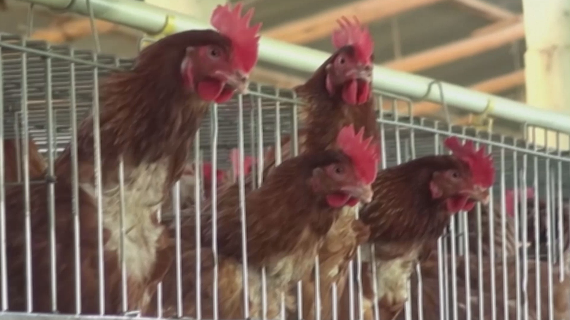 США сообщают о первой смерти человека от птичьего гриппа в стране