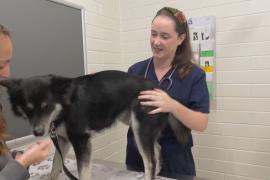 Центр лечения животных в Австралии размером с Бельгию помогает решить проблему нехватки ветеринаров