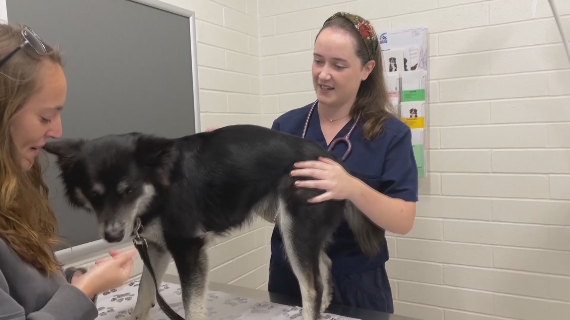 Центр лечения животных в Австралии размером с Бельгию помогает решить проблему нехватки ветеринаров Центр лечения животных в Австралии размером с Бельгию помогает решить проблему нехватки ветеринаров