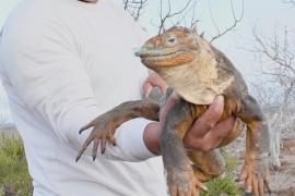 На галапагосский остров Сантьяго переселяют редких жёлтых игуан