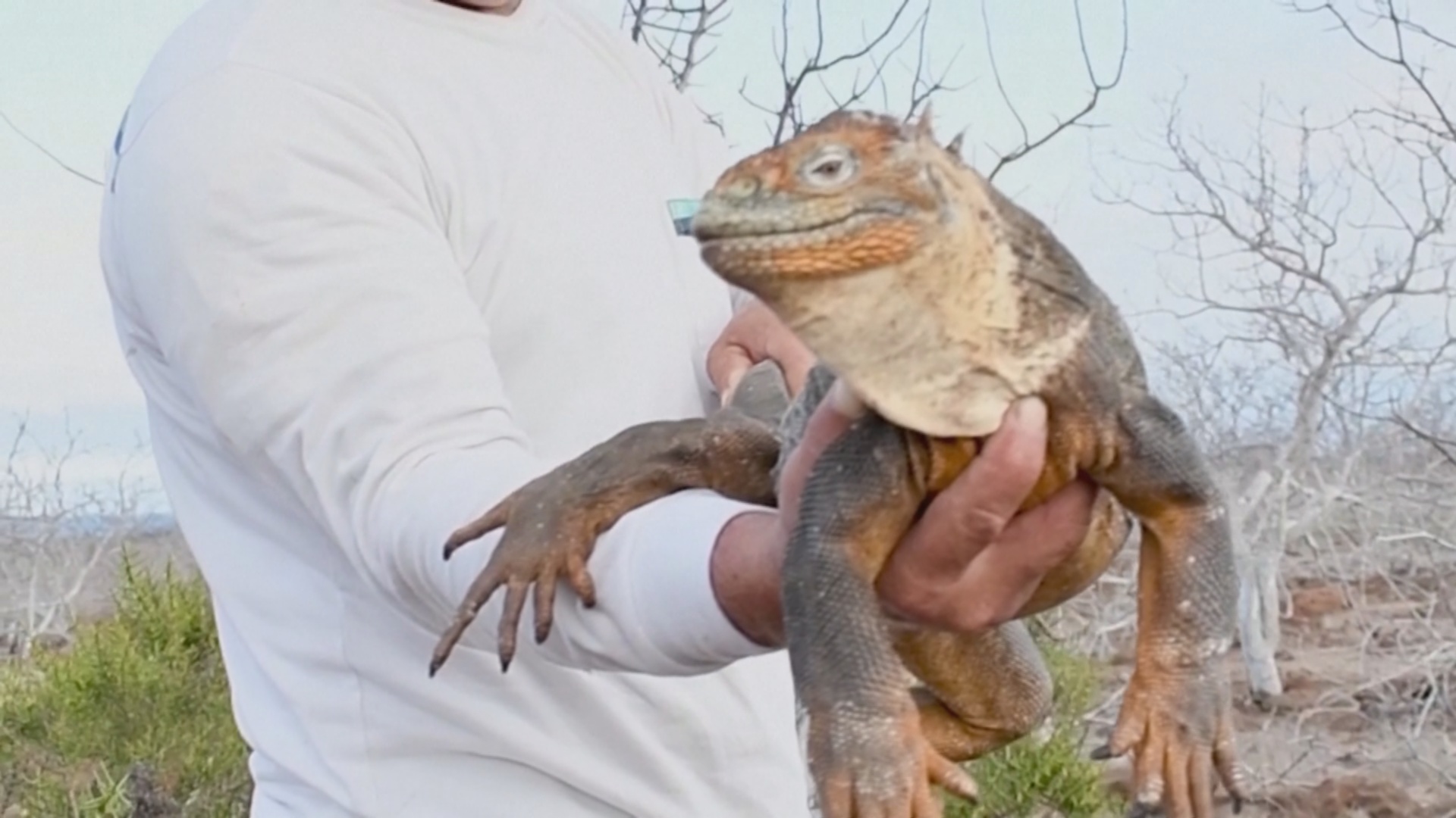 На галапагосский остров Сантьяго переселяют редких жёлтых игуан