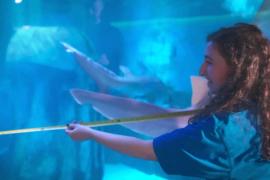 В аквариумах Sea Life в Великобритании начался ежегодный пересчёт обитателей