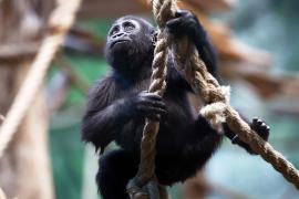 В Лондонском зоопарке пересчитывают горилл, львов и пингвинов