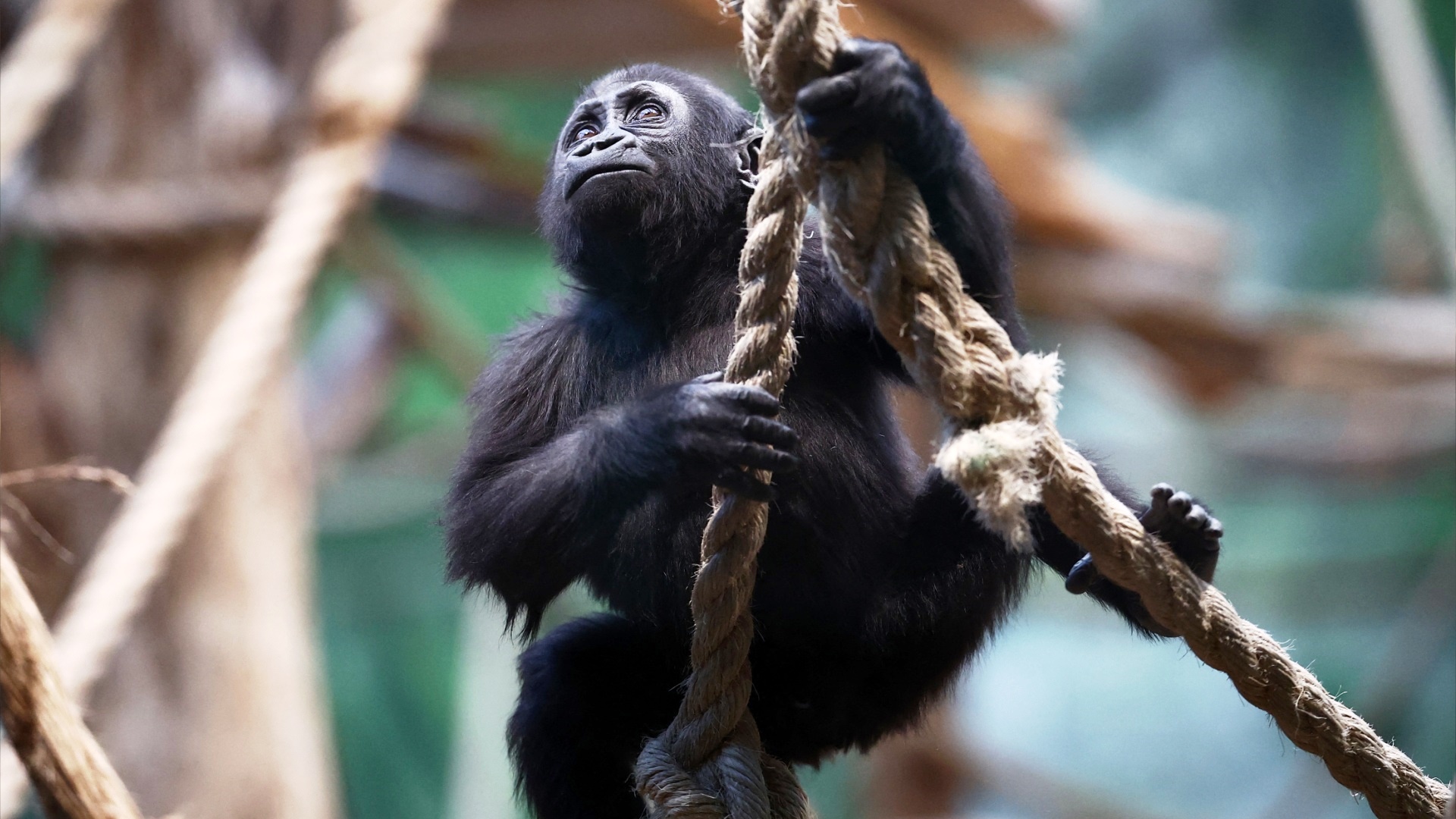 В Лондонском зоопарке пересчитывают горилл, львов и пингвинов