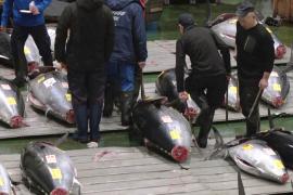 За $1,3 млн продали голубого тунца на аукционе в Японии