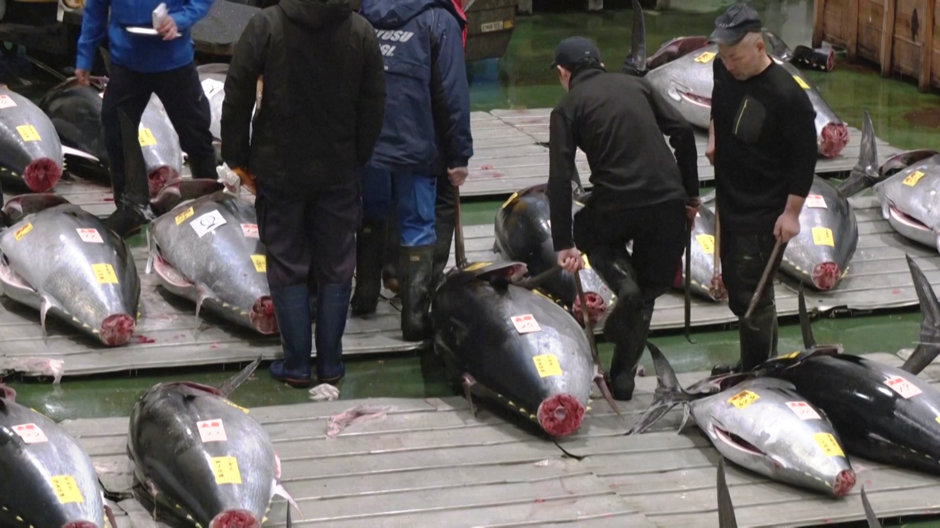 За $1,3 млн продали голубого тунца на аукционе в Японии