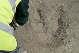 Тропы динозавров: сотни следов древних рептилий нашли в Великобритании