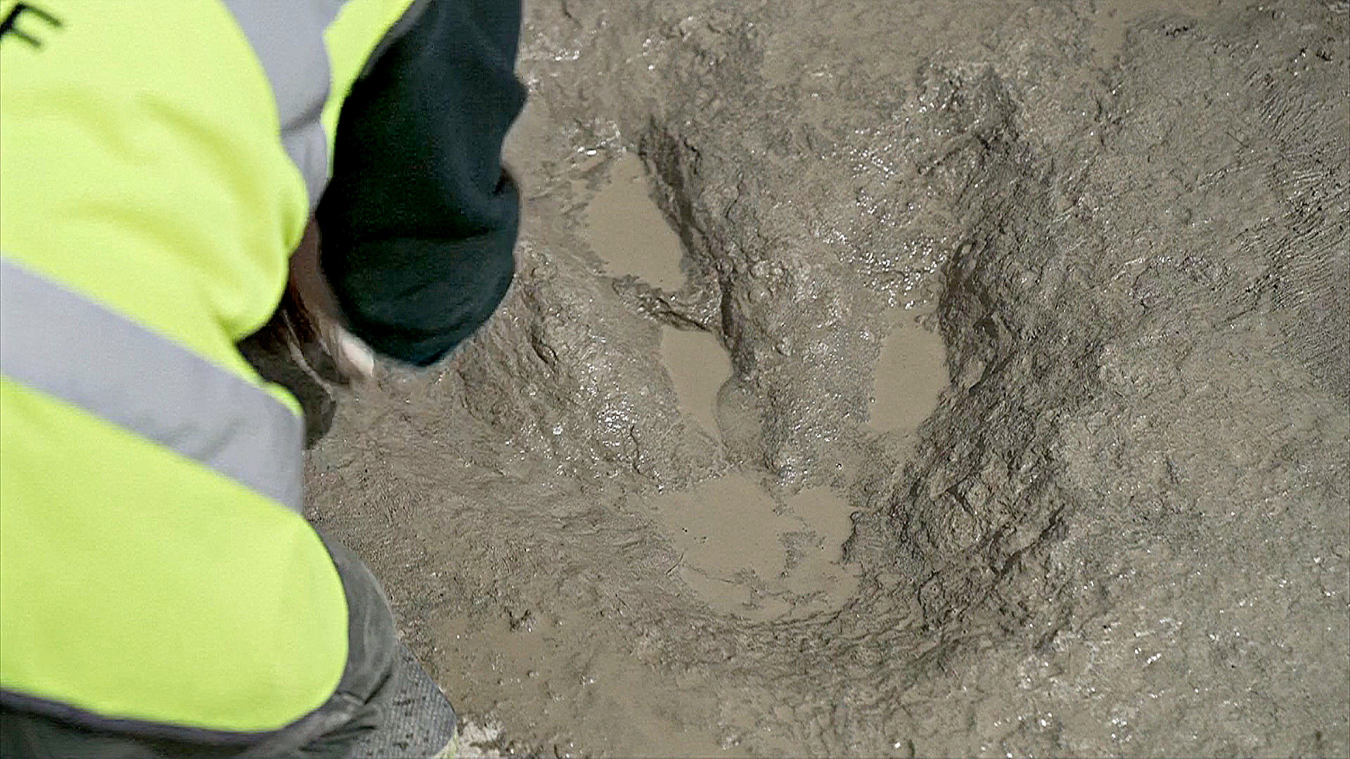 Тропы динозавров: сотни следов древних рептилий нашли в Великобритании Тропы динозавров: сотни следов древних рептилий нашли в Великобритании