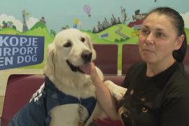 Дзен-собака помогает успокоить пассажиров в аэропорту в Северной Македонии