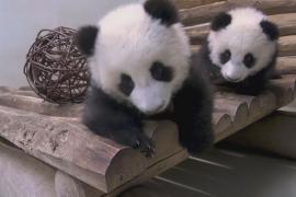 Детёныши панды исследуют новую игровую площадку в Берлинском зоопарке