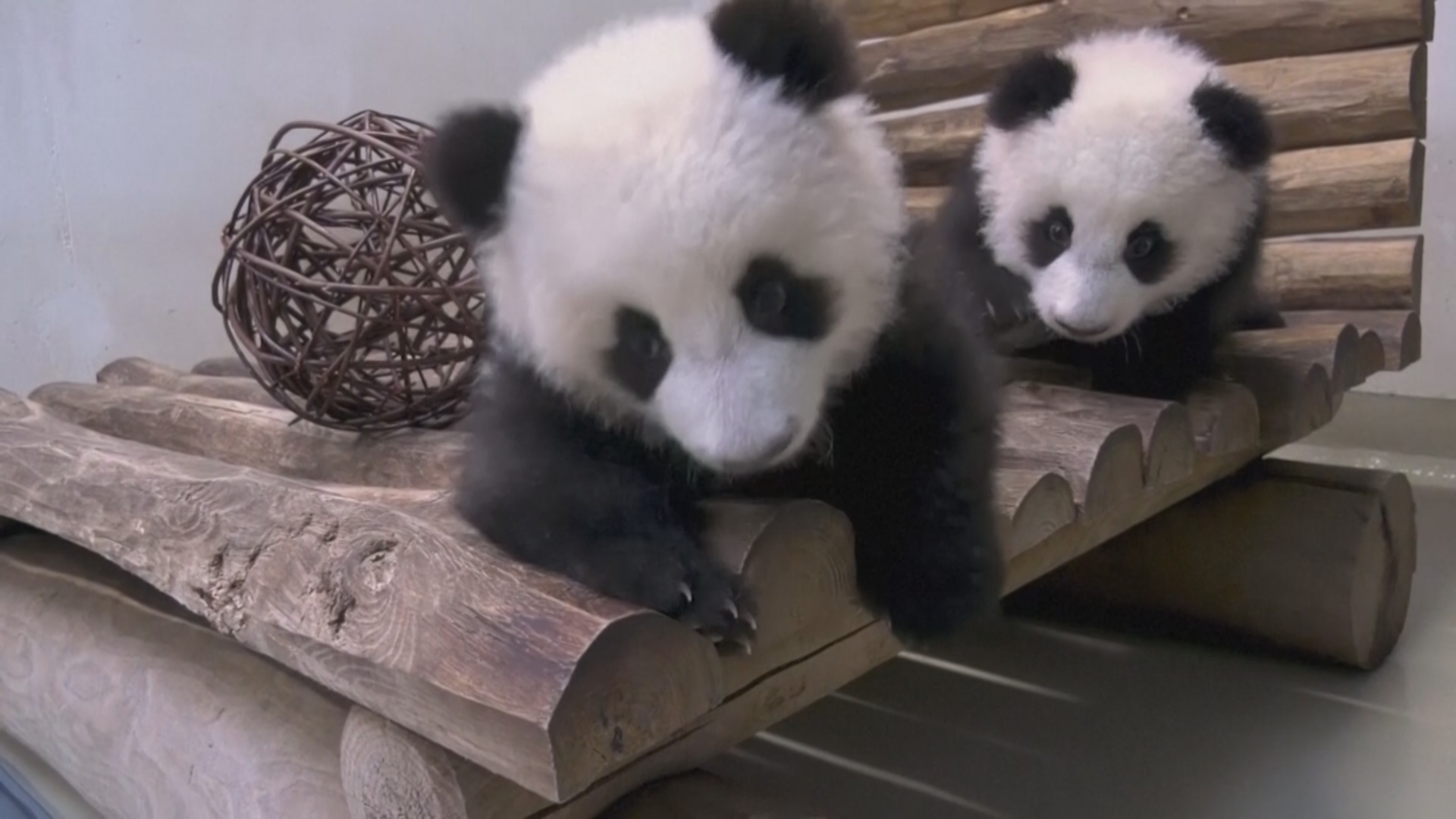 Детёныши панды исследуют новую игровую площадку в Берлинском зоопарке Детёныши панды исследуют новую игровую площадку в Берлинском зоопарке