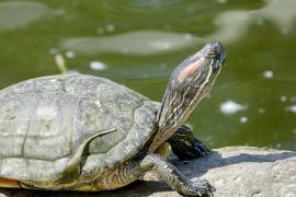 Учёные: почти четверть видов пресноводных обитателей – под угрозой исчезновения