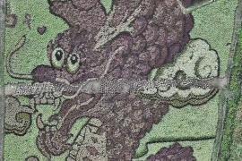 Тайское рисовое поле превратили в гигантскую картину