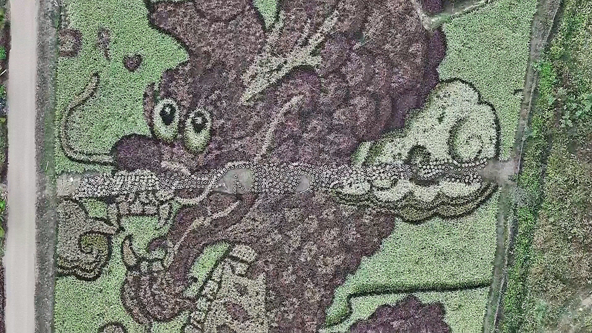 Тайское рисовое поле превратили в гигантскую картину Тайское рисовое поле превратили в гигантскую картину