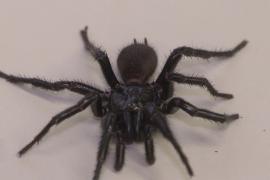 В Австралии обнаружили новый подвид смертельно опасного воронкового паука