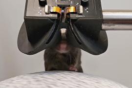 Учёные изучают мозг мышей, надевая на них гарнитуры виртуальной реальности