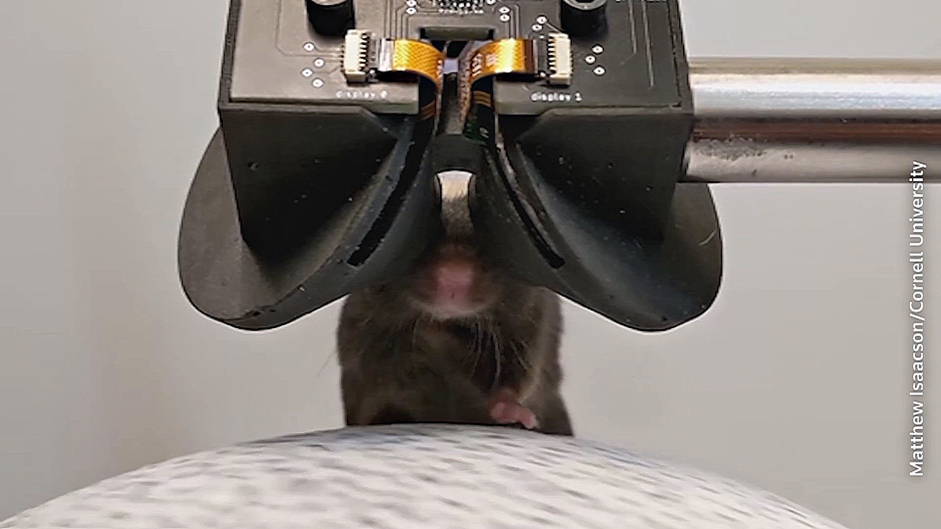 Учёные изучают мозг мышей, надевая на них гарнитуры виртуальной реальности Учёные изучают мозг мышей, надевая на них гарнитуры виртуальной реальности