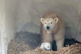 Появилось первое видео с белым медвежонком, родившимся в зоопарке Карлсруэ в Германии