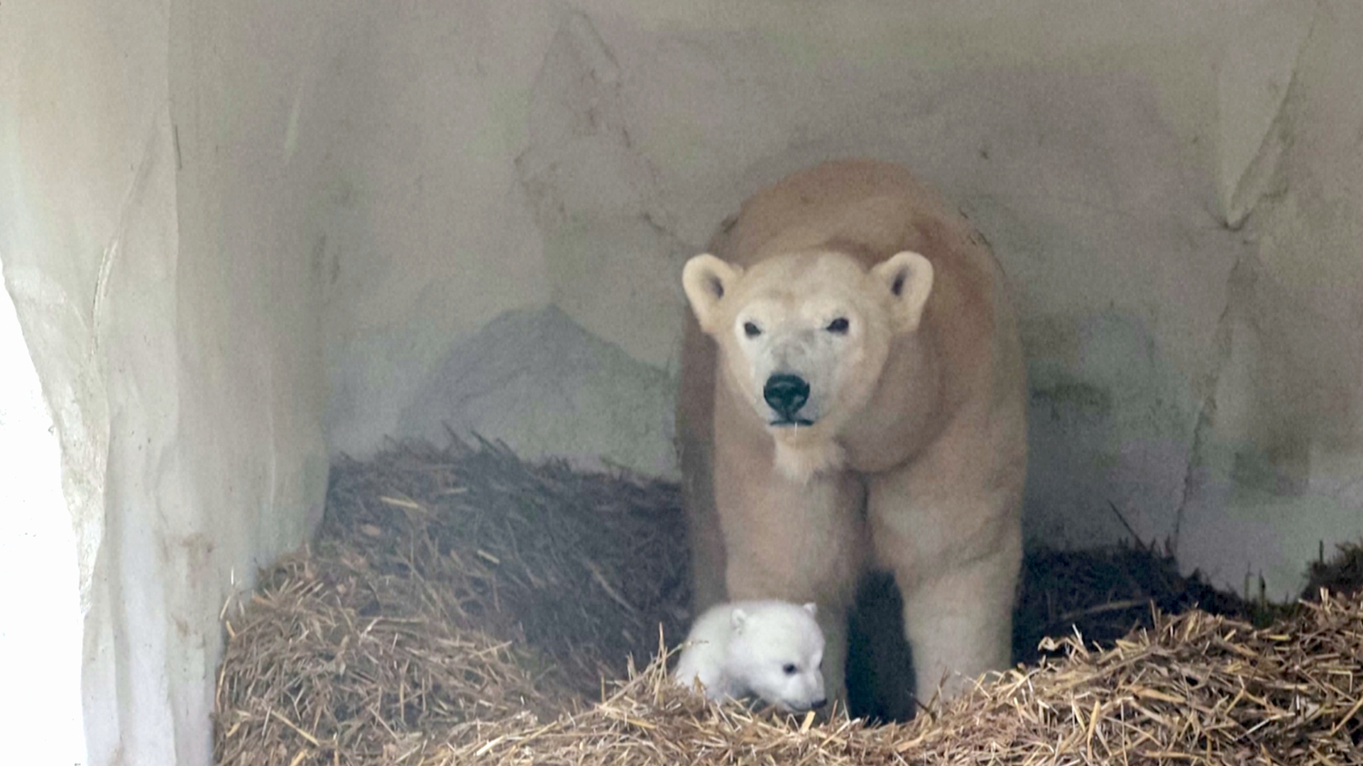 Появилось первое видео с белым медвежонком, родившимся в зоопарке Карлсруэ в Германии Появилось первое видео с белым медвежонком, родившимся в зоопарке Карлсруэ в Германии