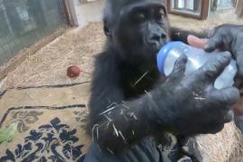 Игрушки и молоко: спасённый детёныш гориллы проходит реабилитацию в Турции
