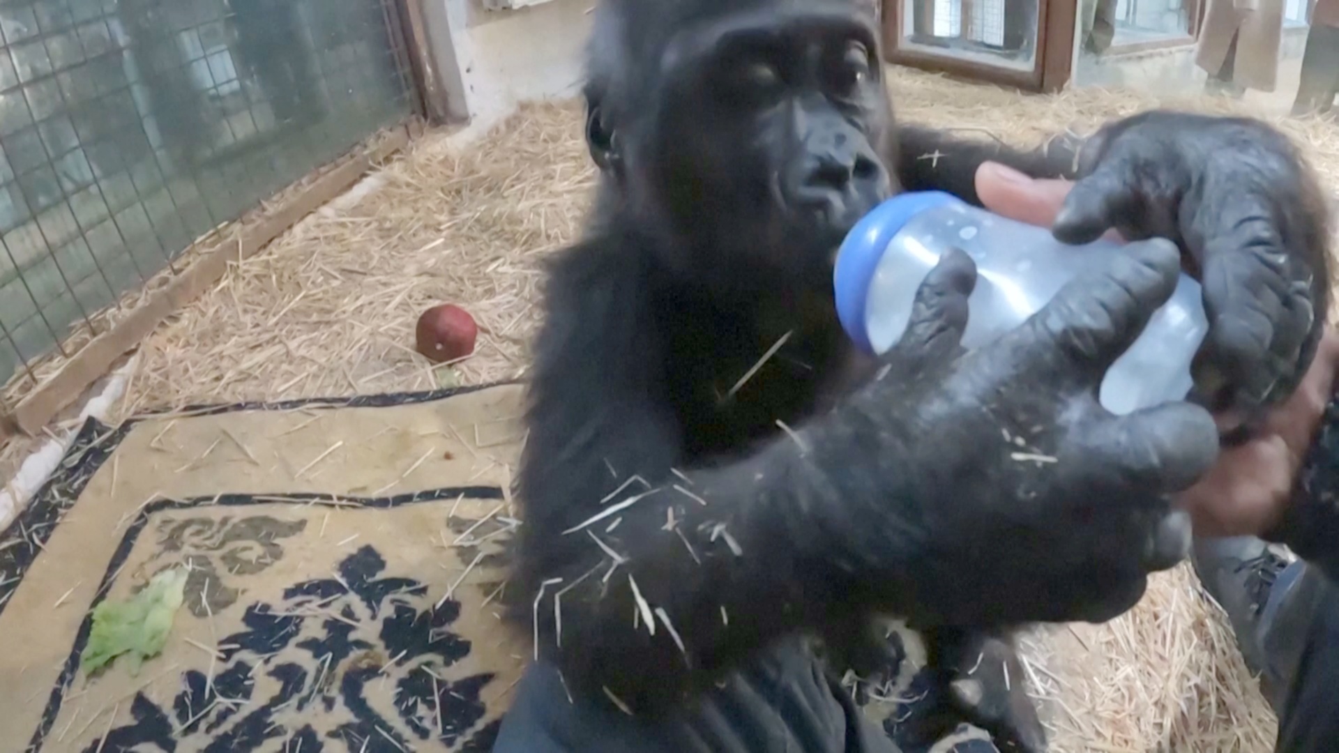 Игрушки и молоко: спасённый детёныш гориллы проходит реабилитацию в Турции Игрушки и молоко: спасённый детёныш гориллы проходит реабилитацию в Турции