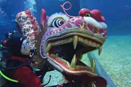 Подводный танец дракона поражает туристов в тайском аквариуме