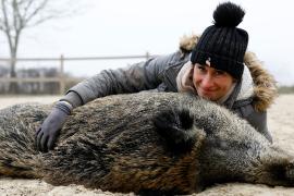 Суд разрешил француженке оставить у себя приручённую кабаниху