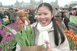 200 000 тюльпанов бесплатно раздали в Амстердаме
