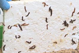 В Африке нашли личинку, способную переваривать пластик