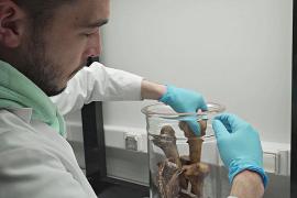 Искусственный запах человеческих костей поможет обучать собак-ищеек