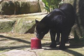Фруктовое мороженое помогает животным зоопарка Рио переносить жару
