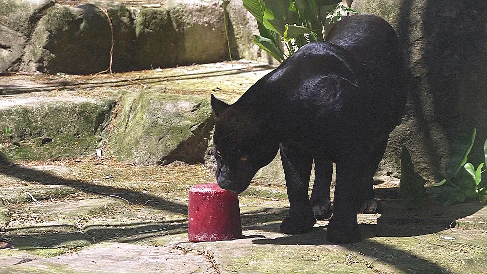Фруктовое мороженое помогает животным зоопарка Рио переносить жару